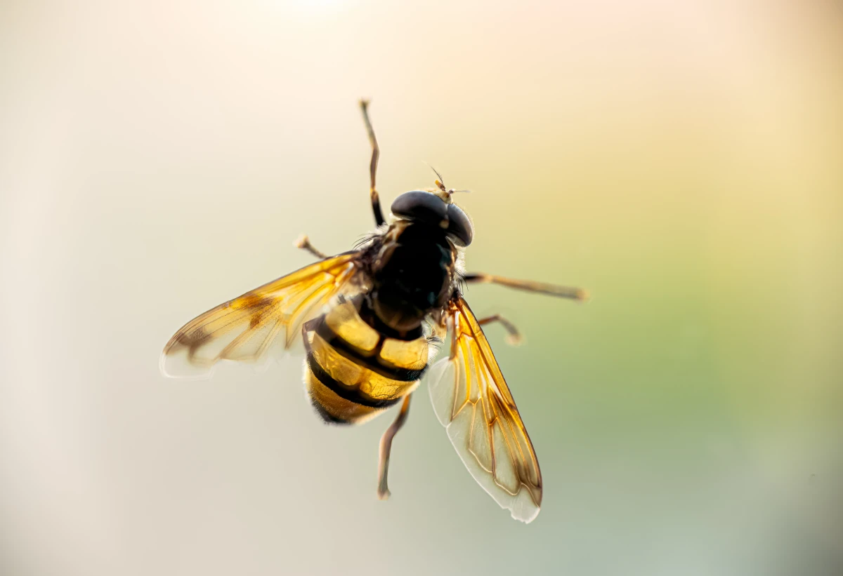 Droit de l'environnement : la biodiversité menacée