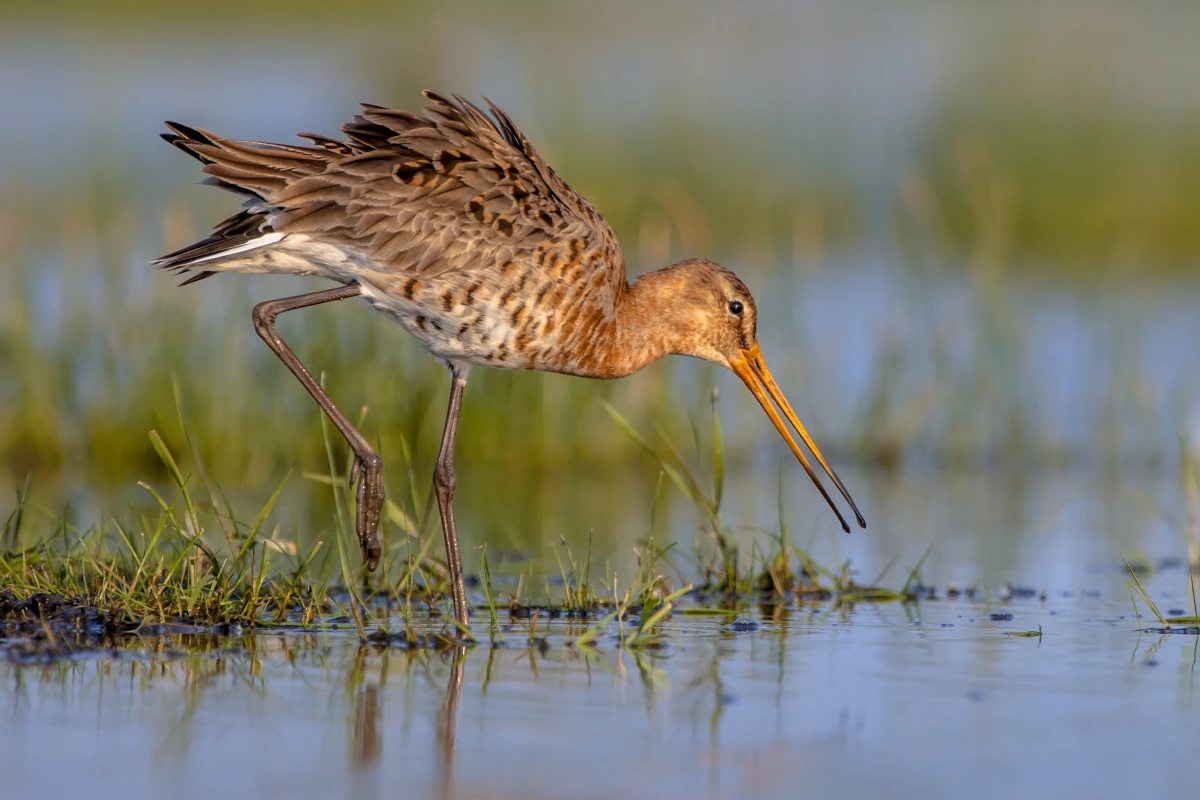 La protection juridique des zones humides et de leur biodiversité